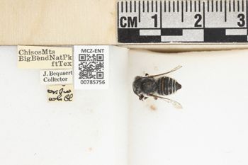 Media type: image;   Entomology 785756 Aspect: labels